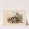 The mammals of Australia Pl.051 by John Gould
