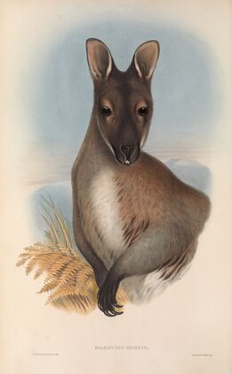 The mammals of Australia Pl.052