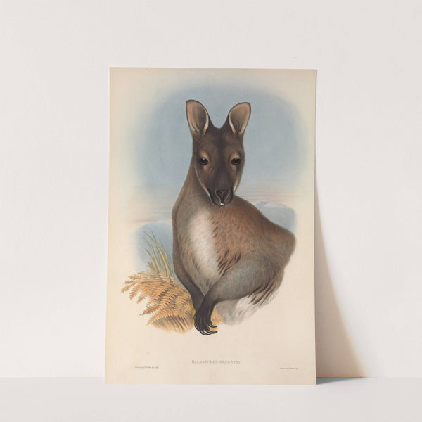 The mammals of Australia Pl.052 by John Gould