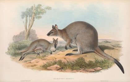 The mammals of Australia Pl.053