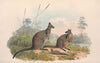 The mammals of Australia Pl.059