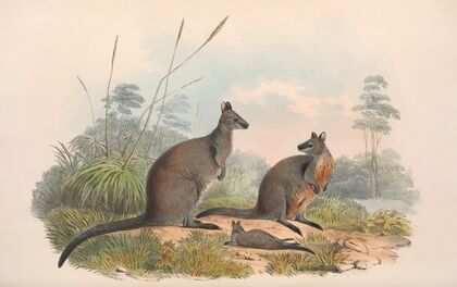 The mammals of Australia Pl.059