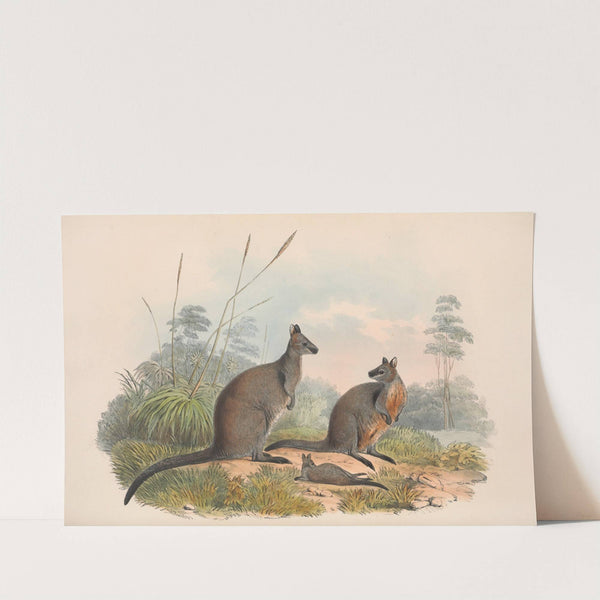 The mammals of Australia Pl.059 by John Gould