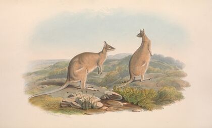 The mammals of Australia Pl.061