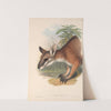 The mammals of Australia Pl.062 by John Gould