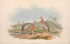 The mammals of Australia Pl.063