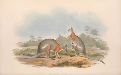 The mammals of Australia Pl.063
