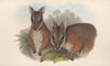 The mammals of Australia Pl.065