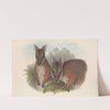 The mammals of Australia Pl.065 by John Gould