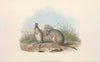 The mammals of Australia Pl.066