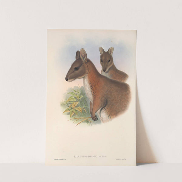 The mammals of Australia Pl.067 by John Gould