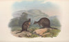 The mammals of Australia Pl.072