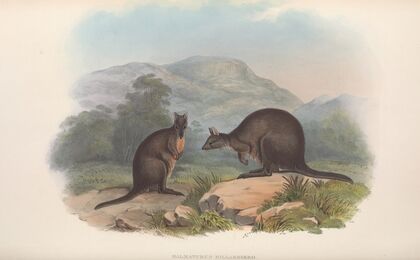 The mammals of Australia Pl.072