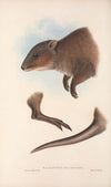The mammals of Australia Pl.073