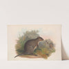 The mammals of Australia Pl.074 by John Gould