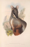 The mammals of Australia Pl.075