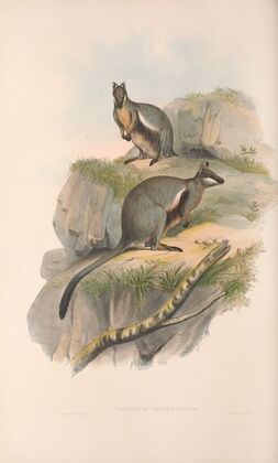 The mammals of Australia Pl.078