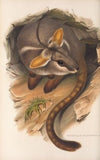 The mammals of Australia Pl.079