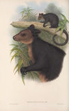 The mammals of Australia Pl.085