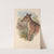The mammals of Australia Pl.087 by John Gould