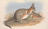 The mammals of Australia Pl.091