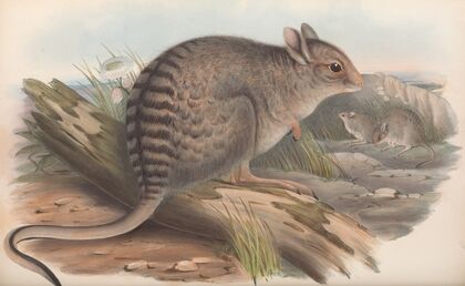 The mammals of Australia Pl.092