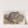 The mammals of Australia Pl.092 by John Gould