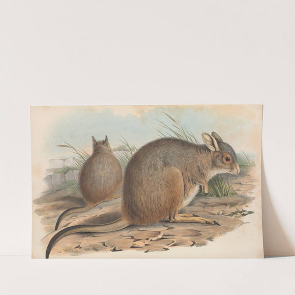 The mammals of Australia Pl.094 by John Gould