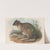 The mammals of Australia Pl.095 by John Gould