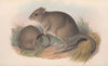 The mammals of Australia Pl.097