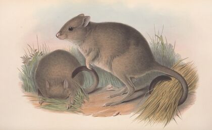 The mammals of Australia Pl.097