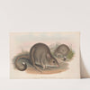 The mammals of Australia Pl.099 by John Gould