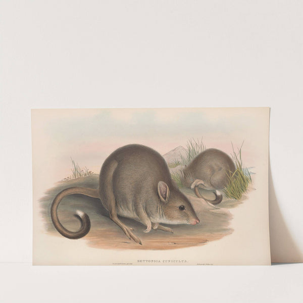 The mammals of Australia Pl.099 by John Gould