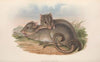 The mammals of Australia Pl.100