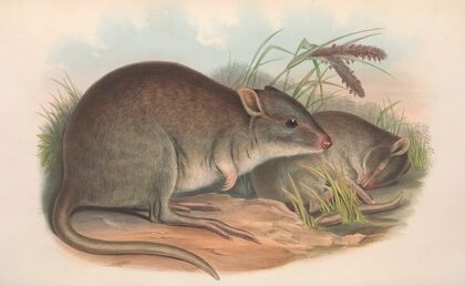 The mammals of Australia Pl.101