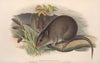 The mammals of Australia Pl.103