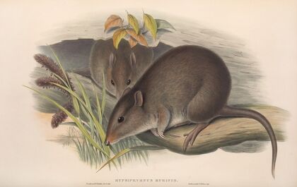 The mammals of Australia Pl.103