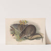 The mammals of Australia Pl.103 by John Gould