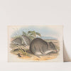 The mammals of Australia Pl.104 by John Gould