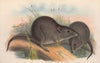 The mammals of Australia Pl.105