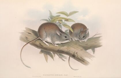 The mammals of Australia Pl.108