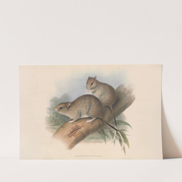 The mammals of Australia Pl.109 by John Gould