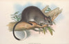 The mammals of Australia Pl.110