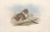 The mammals of Australia Pl.111