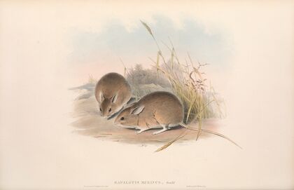 The mammals of Australia Pl.113