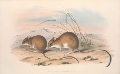 The mammals of Australia Pl.114