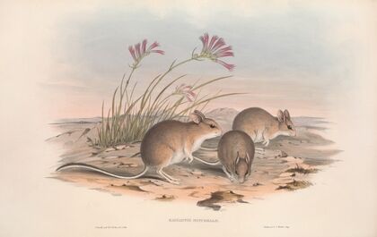 The mammals of Australia Pl.115