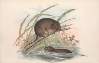 The mammals of Australia Pl.117