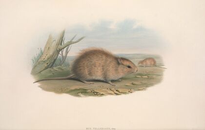 The mammals of Australia Pl.118