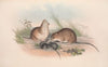 The mammals of Australia Pl.120